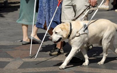 How Guide Dogs Empower the Blind and Visually Impaired